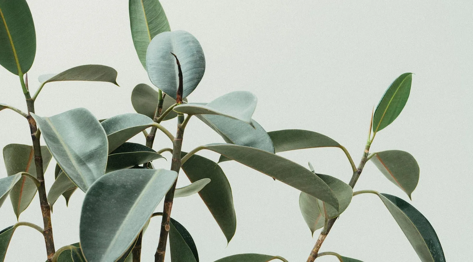 Rubber plant leaves against a pale wall